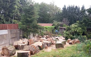 Elagage et abattage d'arbres à Bruxelles : élagueurs professionnels