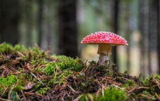 champignon en forêt