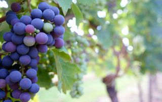 Visite d’un vignoble